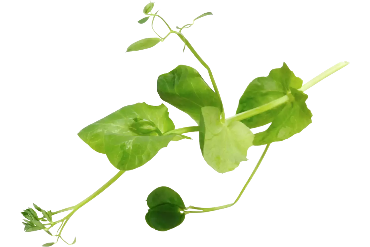 Salad Pea 110gr stuk 1